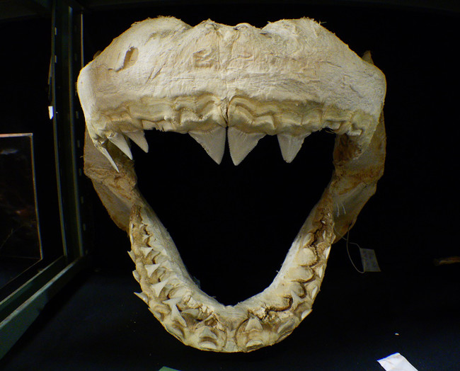 サメの歯は食性によって 形状が異なる