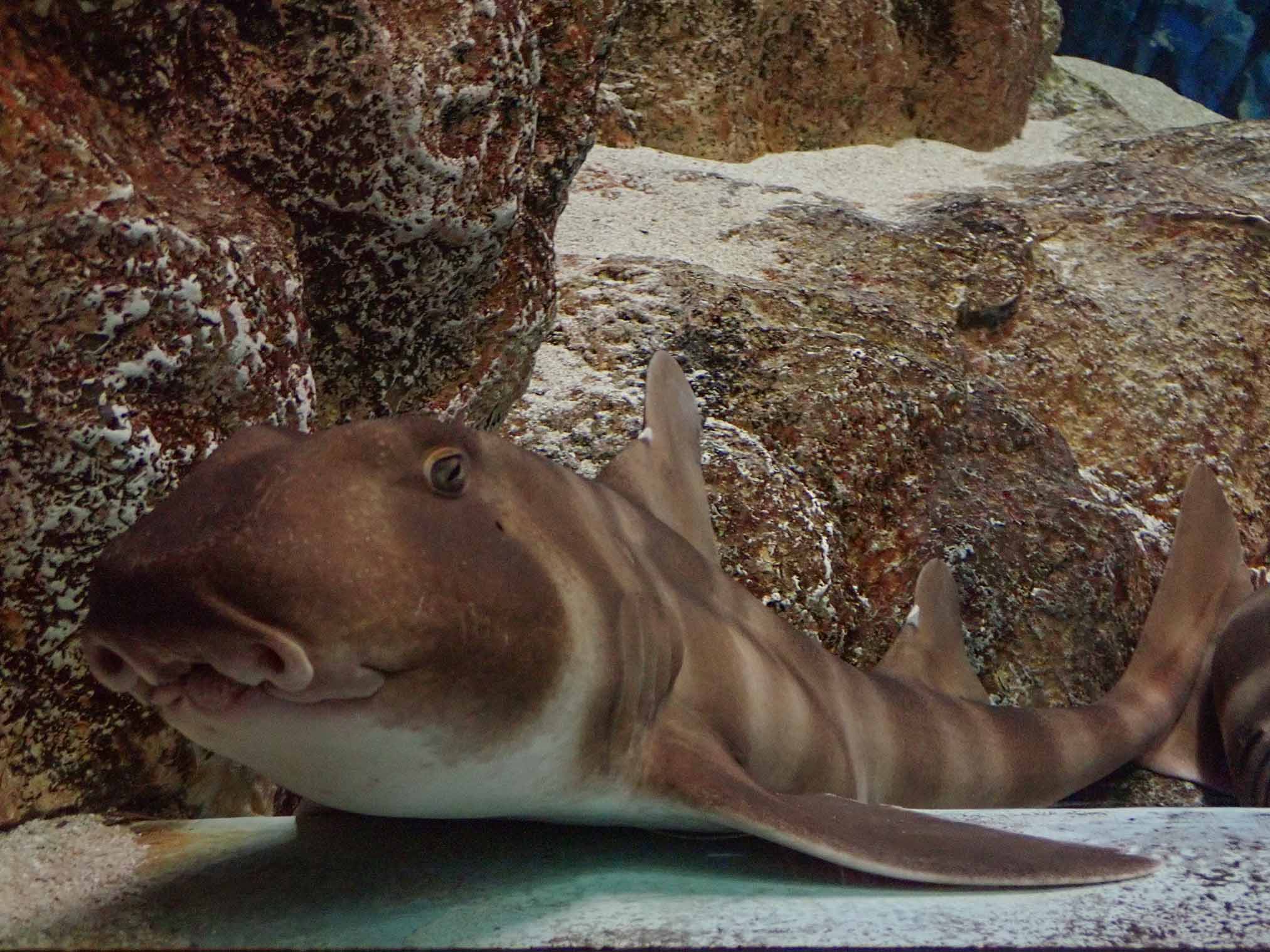 神戸市立須磨海浜水族園 企画展 21年は丑 ウシ 年 ウシみたいな生きものギューっと集合 を開催いたします グランビスタ ホテル リゾートのプレスリリース