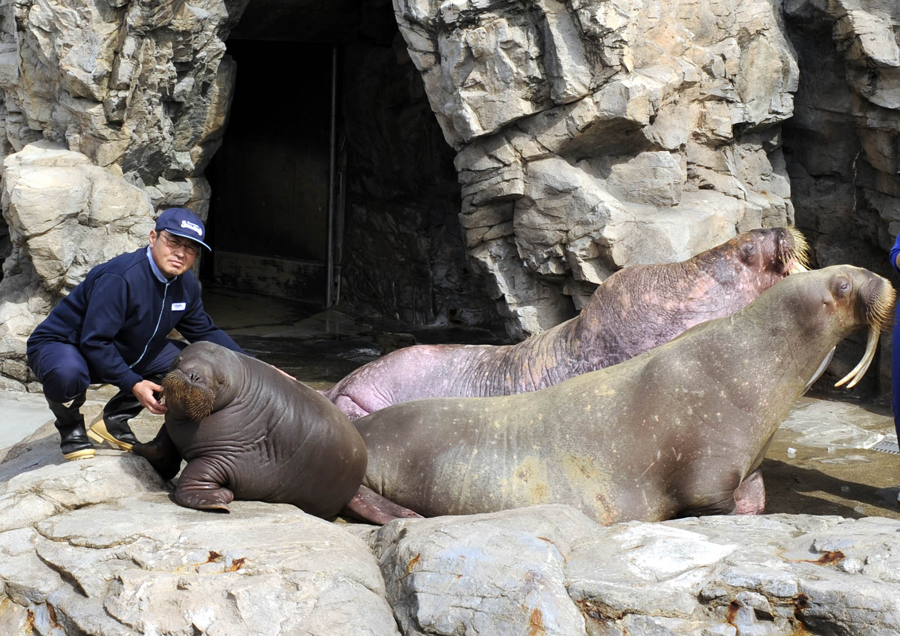 絶滅から救え 日本の動物園 水族館 滅びゆく動物図鑑 1 日本動物園水族館協会 Bk 4309615910 Bookfanプレミアム 通販 Yahoo ショッピング