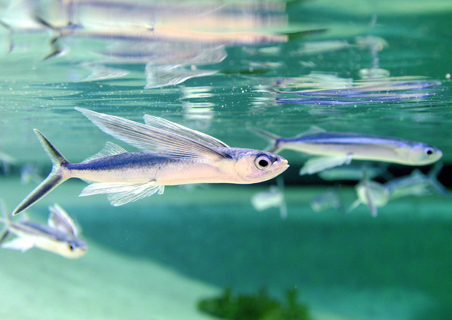 鴨川シーワールド 夏の魚 として親しまれている トビウオ の展示を開催中 グランビスタ ホテル リゾートのプレスリリース