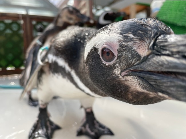 間近で見れるペンギンたち