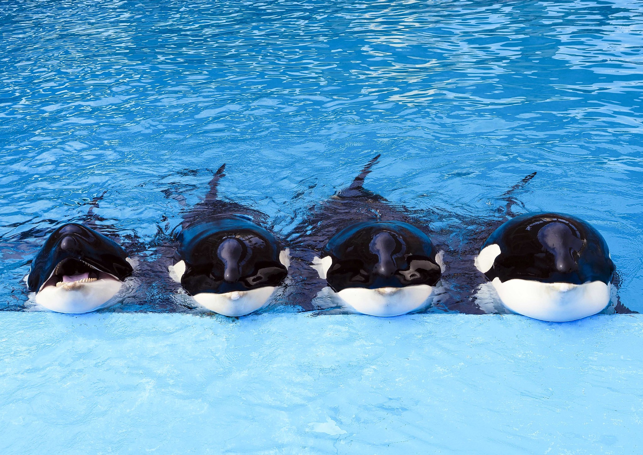 鴨川シーワールド 敬老の日 特別優待 を実施 グランビスタ ホテル リゾートのプレスリリース 鴨川シーワールド 敬老の日 特別優待 を実施 グランビスタ ホテル リゾートのプレスリリース