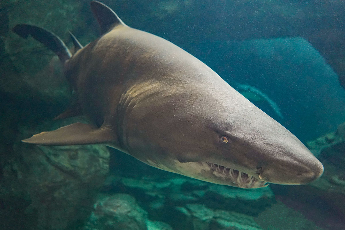 神戸市立須磨海浜水族園 スマスイ生きものスクール サメの歯をさがそう を開催いたします グランビスタ ホテル リゾートのプレスリリース