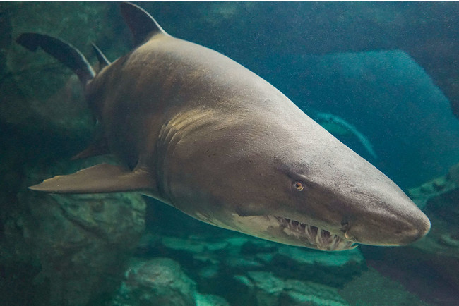 神戸市立須磨海浜水族園 スマスイ生きものスクール サメの歯をさがそう を開催いたします 時事ドットコム