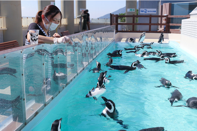 ペンギンの餌やり体験イメージ