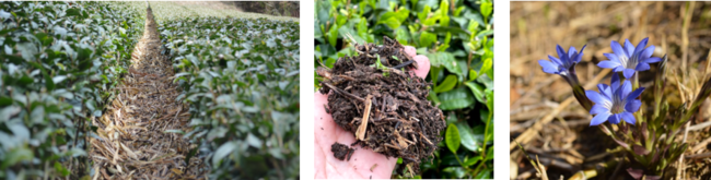 (左：ススキなどが敷かれた畝間／中央：土に茶草場を鋤き込むことで土壌が柔らかくなる／右：固有種のハルリンドウ)