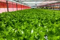 高知で「未来型農業」始動！アドインテ、水耕栽培野菜の販売スタート