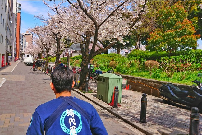 助六夢通りの桜並木を駆ける人力車