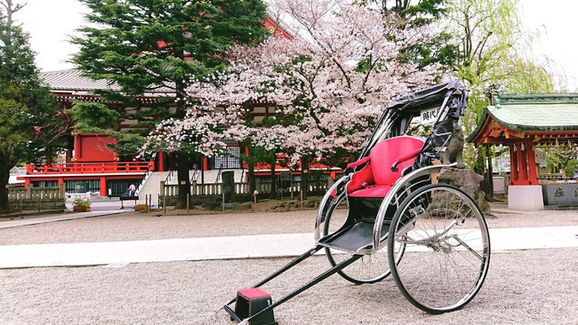浅草神社境内の桜と人力車 浅草神社境内の桜と人力車