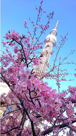 東京ソラマチから見た風景 東京ソラマチから見た風景