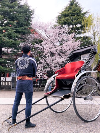浅草神社境内の桜と人力車　※本プランは夜間実施
