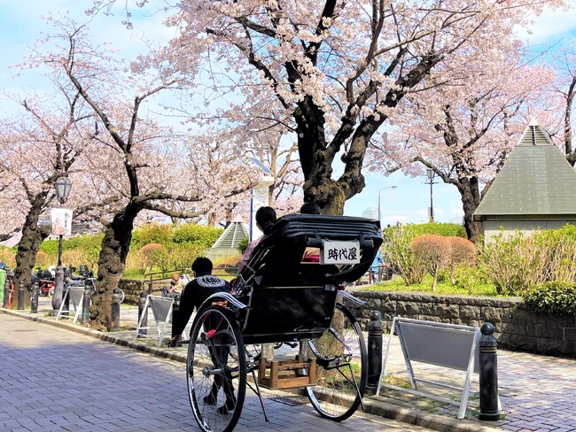 隅田公園沿い・助六夢通りの桜並木を走る人力車※本プランは夜間実施