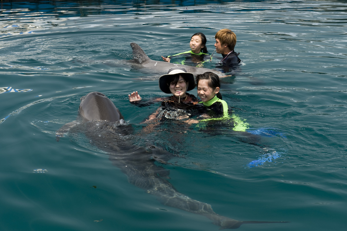 Muroto Dolphin Center Swim with Dolphins in a Dolphin Swim Experience!