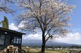 「MT. FUJI SATOYAMA VACATION」この春、富士山と桜に囲まれたプライベートグランピングいかがですか?