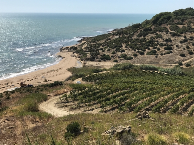 シチリア島ワイン畑