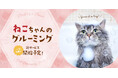 イオンペットの「猫もずっと、いっしょに。」宣言!猫向けのグルーミングを先行15店舗で提供開始