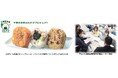イオンリテール×千葉県立保健医療大学×千葉市 6/11栄養学科の大学生考案のおむすび3品目「イオン」85店舗で発売