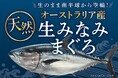 「オーストラリア産 天然生みなみまぐろ」を219店舗※1)で販売