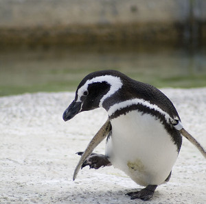 サンシャイン水族館・ペンギン