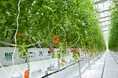 原油や天然ガスで製造した化学肥料を窒素源として使わない、加須市産プラムトマトが「プロバイオポニックスＪＡＳ」を取得