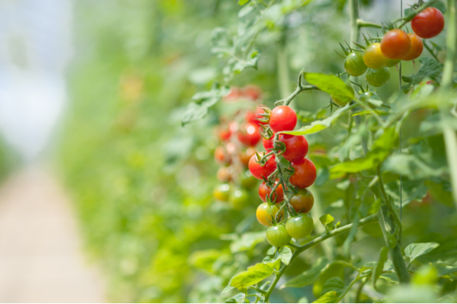 OSMICトマト栽培の様子