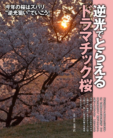 いつもと一味違う桜撮影のカギは、ズバリ「逆光」