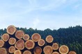 <2024年度 第26回 日本木材学会技術賞受賞>『SUGI WOOD』エッセンシャルオイルを環境に配慮した新製法で抽出。林業支援プロジェクトとしてCAMPFIREにてクラウドファンディングを開始