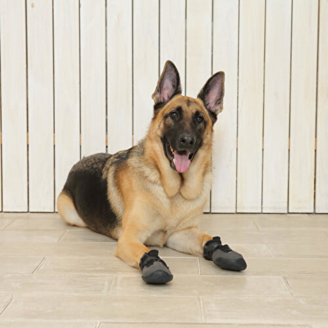 愛犬にあった靴が見つかる 犬の靴専門店ペットアドバンス 犬の靴試着会 開催 大阪ベイ経済新聞