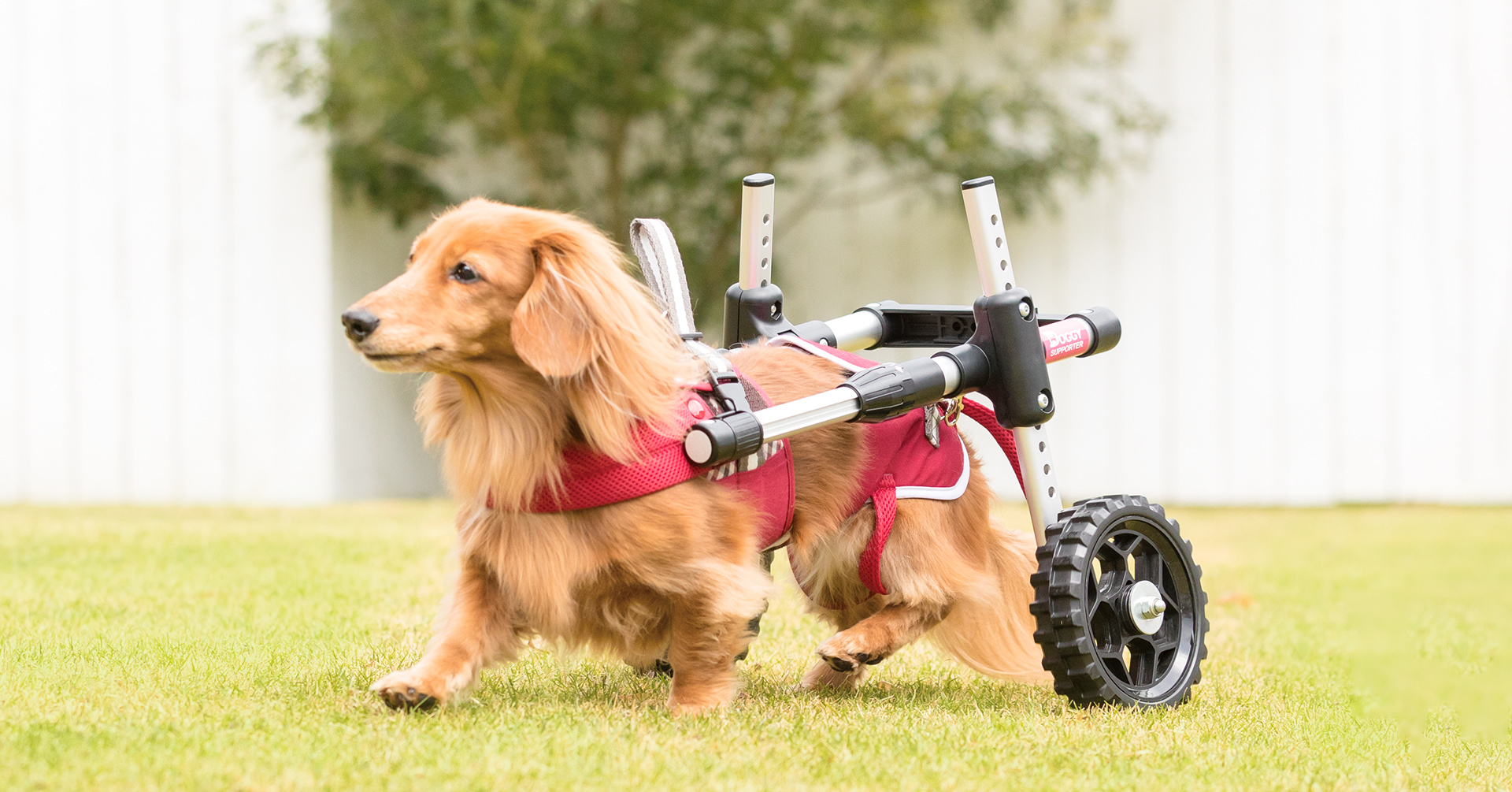 愛犬の後ろ足をサポートする犬用補助車を試着！11月23日（水祝）の