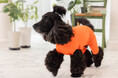 水を弾くニット!犬用はっ水ウェア、10月11日(金)より販売開始