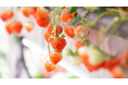 Oishii Farm、日本での生産販売の開始を決定