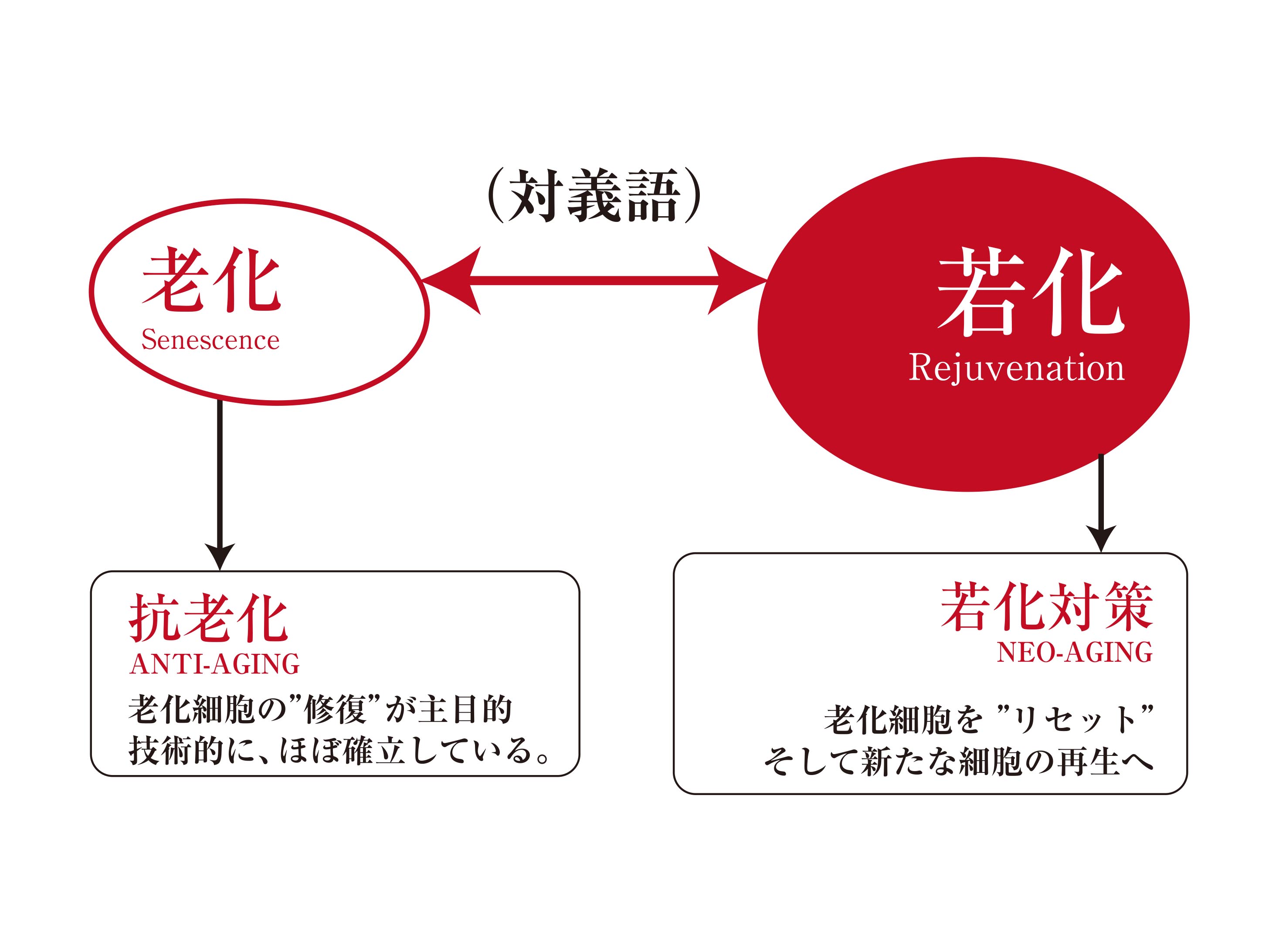 コロナ禍で注目度急上昇。日本初、「臨床医主導の若返り医療」、学会