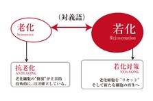 一般社団法人JAAS日本アンチエイジング外科学会のプレスリリース｜PR TIMES