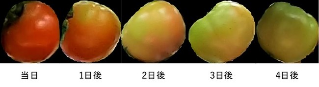 図３　収穫時期予測結果の例