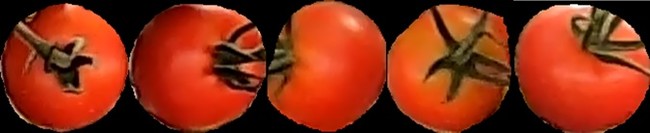 図２　トマトの収穫予測が当日と分類された例