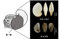 【和歌山高専】「偽貝殻」を持つタコ・カイダコ類の200年間の謎に迫る～生体鉱物の微細構造解析が明らかにした石灰質卵鞘の実態～