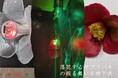 【津山高専】落花した花の流体現象をアートで発信　学会併設ARTコンテストで教員・学生作品が継続受賞