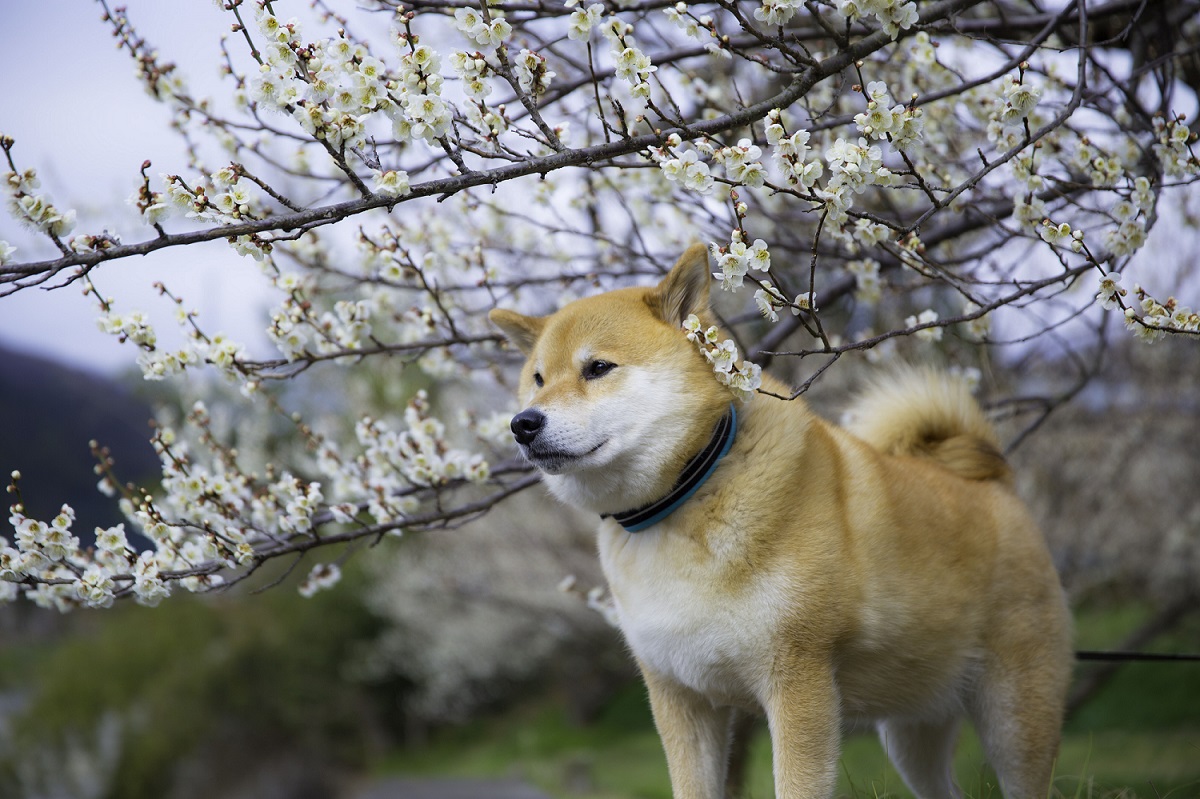 Instagramでトップモデル アーティスト並のフォロワー1万人を誇る柴犬まるによる6時間のニコニコ生放送が決定 株式会社ドワンゴ モバイル事業本部のプレスリリース