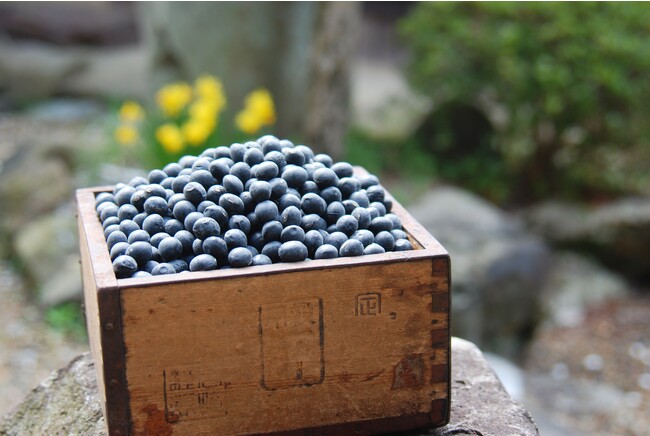 最上級の篠山産丹波黒大豆
