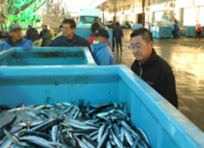 目利きが選んださんまを魚市場から直送 目利きが選んださんまを魚市場から直送