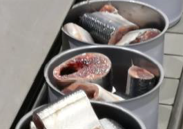 新鮮なさんまを缶詰にパック 新鮮なさんまを缶詰にパック