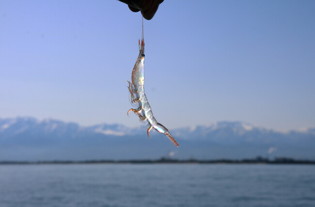 富山湾の宝石 しろえび 富山湾の宝石 しろえび