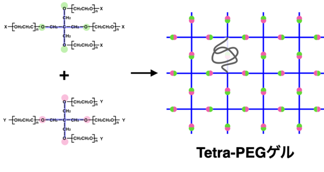 Tetra-PEGゲルの構造