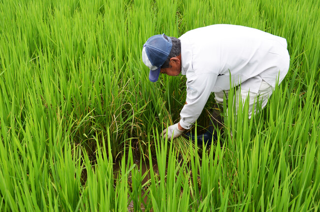 2022年８月中旬 いもち病にかかった稲の刈り取り