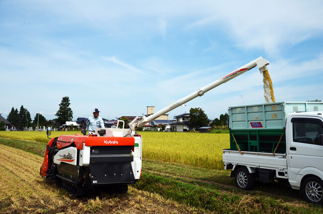 アイガモロボ米 稲刈り・収穫の様子