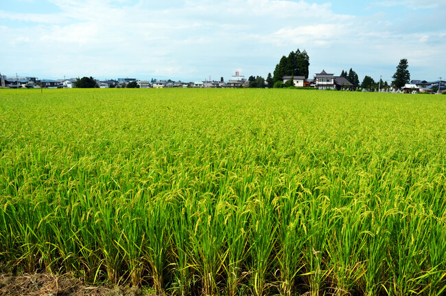 2022年８月下旬 アイガモロボ米成長の様子