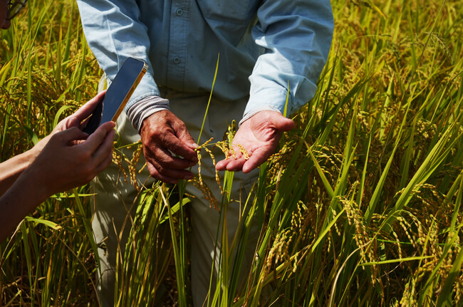 2022年９月中旬 稲刈りを迎えたアイガモロボ米