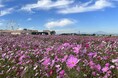 【横須賀・ソレイユの丘】秋の絶景！富士山を望む25万本のコスモスが今週末に見頃へ。 ペットと楽しめるハロウィンイベントも同時開催。