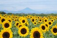【横須賀・ソレイユの丘】猛暑を避けて楽しむ今年最後の「ひまわり×富士山」の絶景！9/12(土)には300機のドローンショー＆秋の盆踊りを開催。