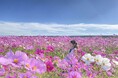 【日比谷花壇×山口県】100万本のコスモスが咲き誇る秋の花畑散策や花き生産現場見学、和紙づくり体験や地ビール・美食を巡る。五感をゆさぶる秋の花旅「やまぐちフラワーツーリズム」を11月に開催決定！